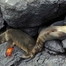 lion_sea_galapagos_spz_h_0308_ecu2010.jpg